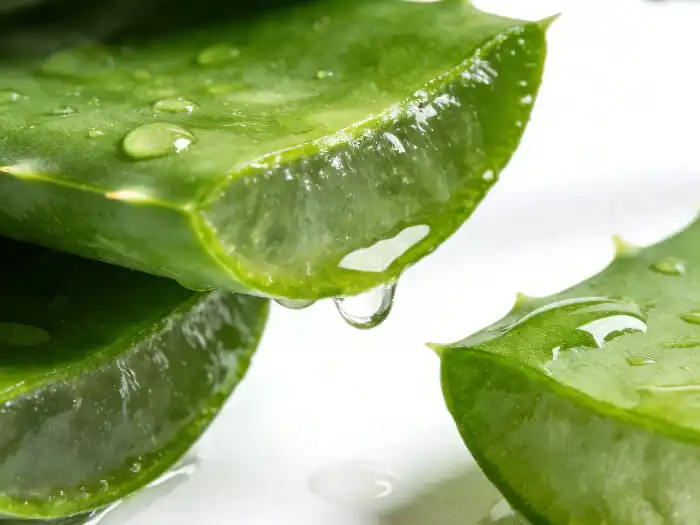 Why Freeze-Drying Preserves More Nutrients in Aloe Vera Extract?